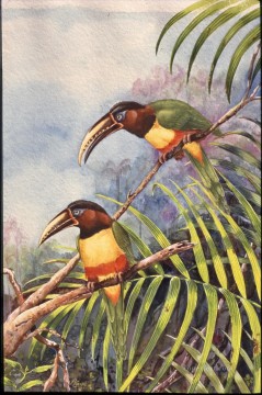  Long Oil Painting - parrot with long beak birds